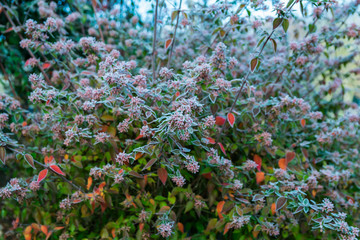 Frosted twigs and flowers of a decorative garden shrub.