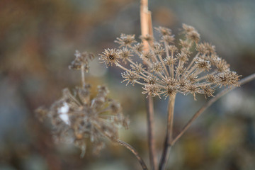 Sommaren är över kort skärpedjup