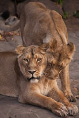 lioness is a strong and beautiful animal, demonstrates emotions.