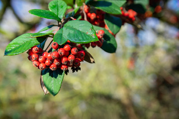 Decorative garden shrub and autumn-winter concept: twig with red ripe fruits Pyracantha coccinea.