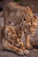 lioness is a strong and beautiful animal, demonstrates emotions.