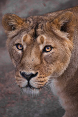 Obraz premium lioness is a strong and beautiful animal, demonstrates emotions.