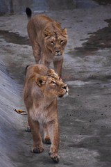 lioness is a strong and beautiful animal, demonstrates emotions.