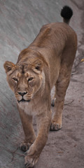 lioness is a strong and beautiful animal, demonstrates emotions.
