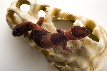 geco con sfondo bianco