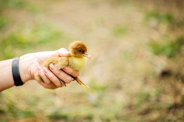 Vet doctor holding little duck with both hands. Veterinarian concept.