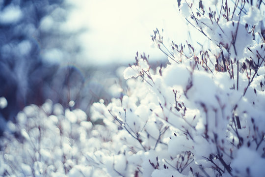 雪が積もったドウダンツツジ