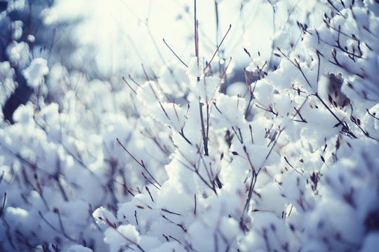 雪が積もったドウダンツツジ