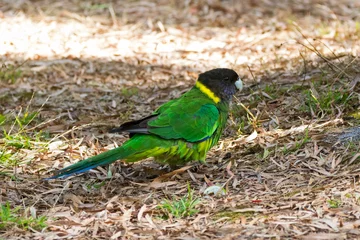 Australian ringneck, broad-tailed parrot bird in green blue on ground in Western Australia © sasimoto