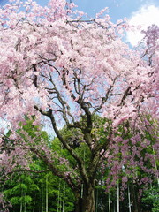 枝垂れ桜と竹林