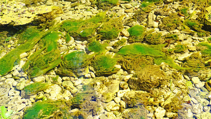Fondo marino de un río en Dubrovnik, Croacia, Europa