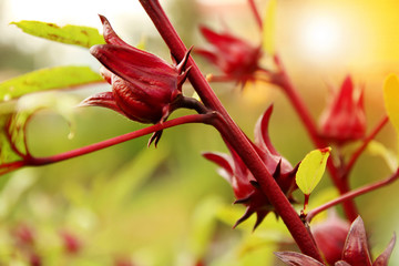 Red roselle fruit (okra) growing in the garden.