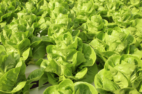 Close up lettuce plants growing in the garden, fresh green hydroponic vegetable.
