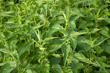 A bunch of common nettles in the ground background