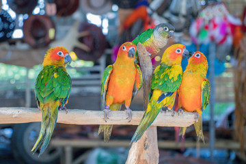 The Fischer's Lovebird (Agapornis fischeri).