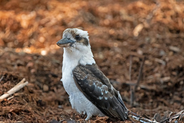 kookaburra