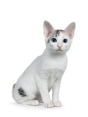 Cute silver patterned shorthair Japanese Bobtail cat kitten sitting half side ways, looking at lens with blue eyes. Isolated on white background.