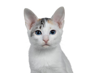 Head shot of cute silver patterned shorthair Japanese Bobtail cat kitten, looking at camera with blue eyes. Isolated on white background.