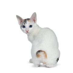 Cute silver patterned shorthair Japanese Bobtail cat kitten sitting backwards, looking over shoulder at lens with blue eyes. Isolated on white background.