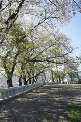 水天宮前の広場と桜