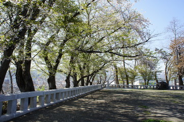 小樽 水天宮の桜