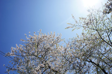 水天宮の桜と空