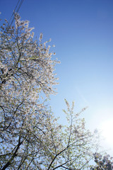 水天宮の桜と青空