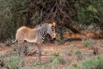 Grevy zebra foal in the bushes in the Samburu National Park in Kenya