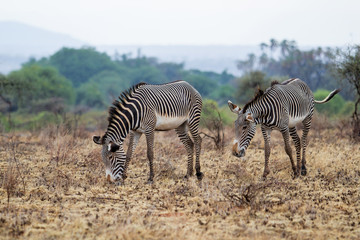 Fototapeta na wymiar Gerevy zebras on the plains in the Samburu National Park in Kenya