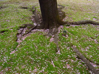 Fototapeta premium サクラの花ビラ散る風景