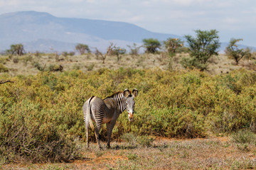 Gerevy zebra in the bushes in the Samburu National Park in Kenya