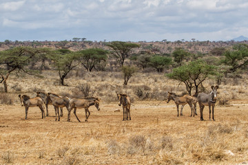Fototapeta na wymiar Gerevy zebra family in the dry Samburu National Park in Kenya
