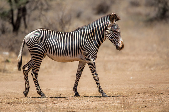 Grevy zebra in the dry Samburu National Park in Kenya
