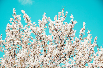 Spring mood. Fresh blue background with white blooming cherry flowers for the holidays.