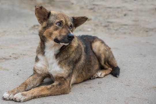 A poor homeless dog on a pedestrian street
