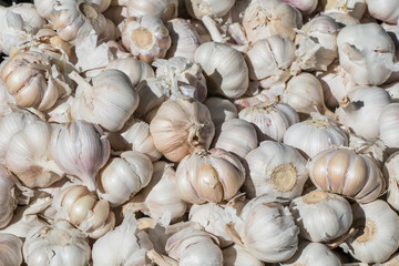 Garlic close up background. 