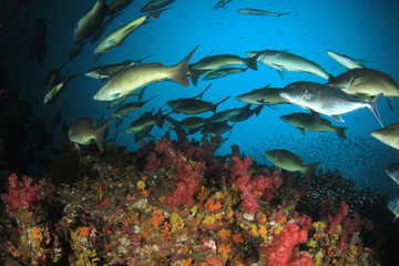 Fish on coral reef 