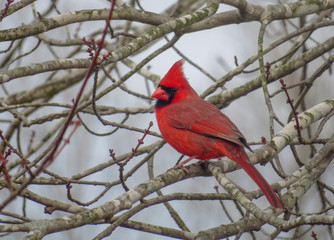 cardinal on a branch