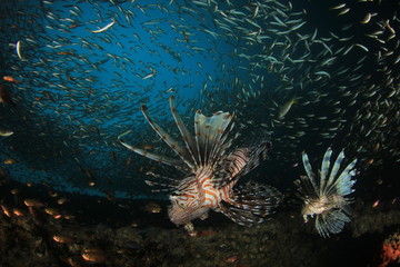 Lionfish hunting in fish school 