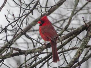 northern cardinal on a branch