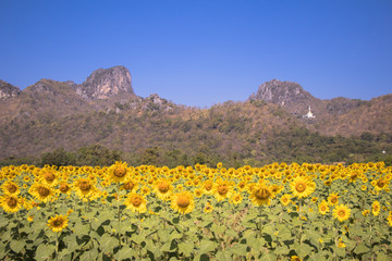 Beautiful sun flowers field and mountain background.Sun flower and blue sky background.