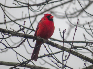 Cardinal on a branch on tennessee