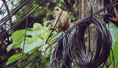 Monkey sitting on electricity wires eating plants in Thailand.