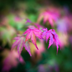 Pink and purple autumn leaves shallow depth of field