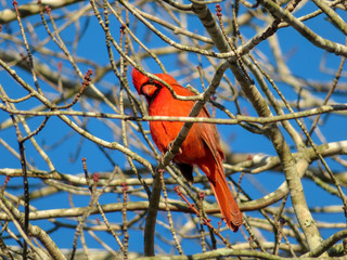 Male cardinal on a branch