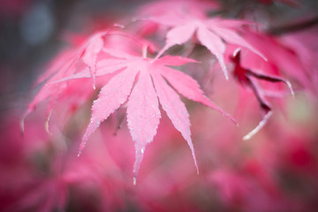 Pink autumn leaves very shallow depth of field