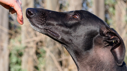 Perro galgo español de color negro que mira con confianza la mano de su dueño