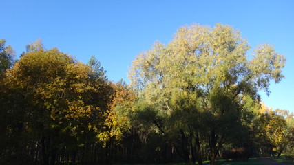 Obraz premium Autumn in Saint Petersburg parks in october 2018