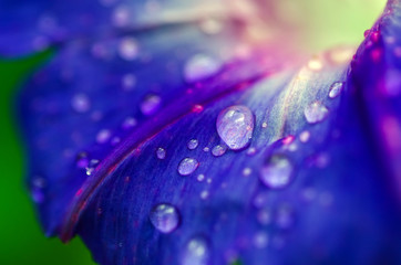 water drops on flower