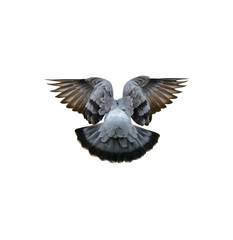 Photo of blue dove in winter, close-up, isolated on white background